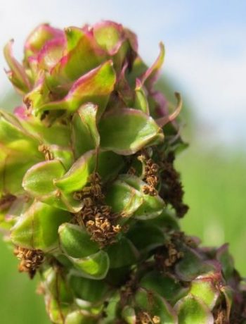 Kräuterportrait: Pimpinelle – das Frühlingskraut „Kleiner Wiesenknopf“