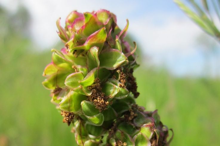 Kräuterportrait: Pimpinelle – das Frühlingskraut „Kleiner Wiesenknopf“