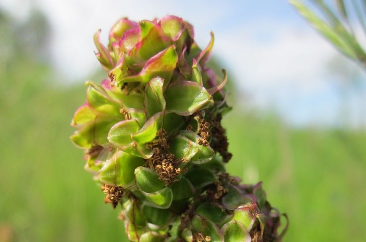 Kräuterportrait: Pimpinelle – das Frühlingskraut „Kleiner Wiesenknopf“