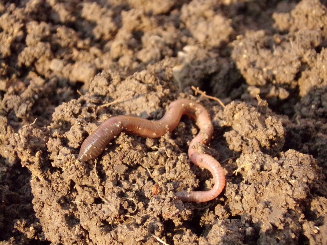 Lasst den Wurm drin! WWF bringt Regenwurm-Manifest heraus