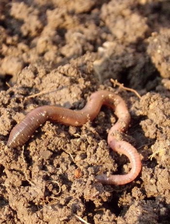 Lasst den Wurm drin! WWF bringt Regenwurm-Manifest heraus