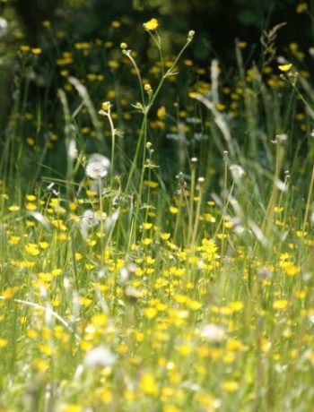 Pollen: Welche Pollen schon im März fliegen