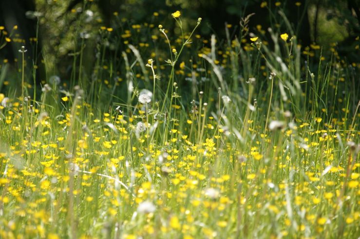 Pollen: Welche Pollen schon im März fliegen