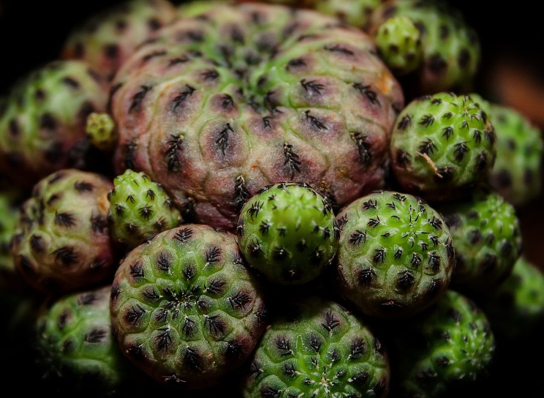 Naturdroge Meskalin: Peyote-Kaktus sorgt für Halluzinationen