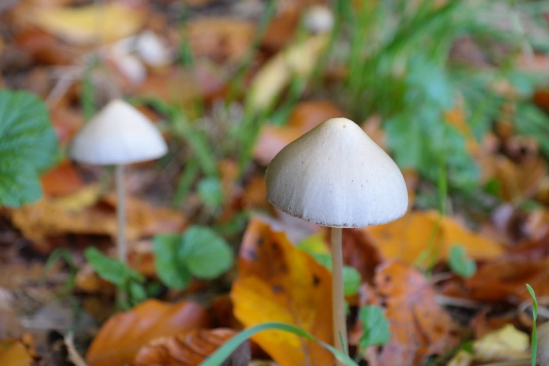 Pflanzen und Pilze mit halluzinogener Wirkung