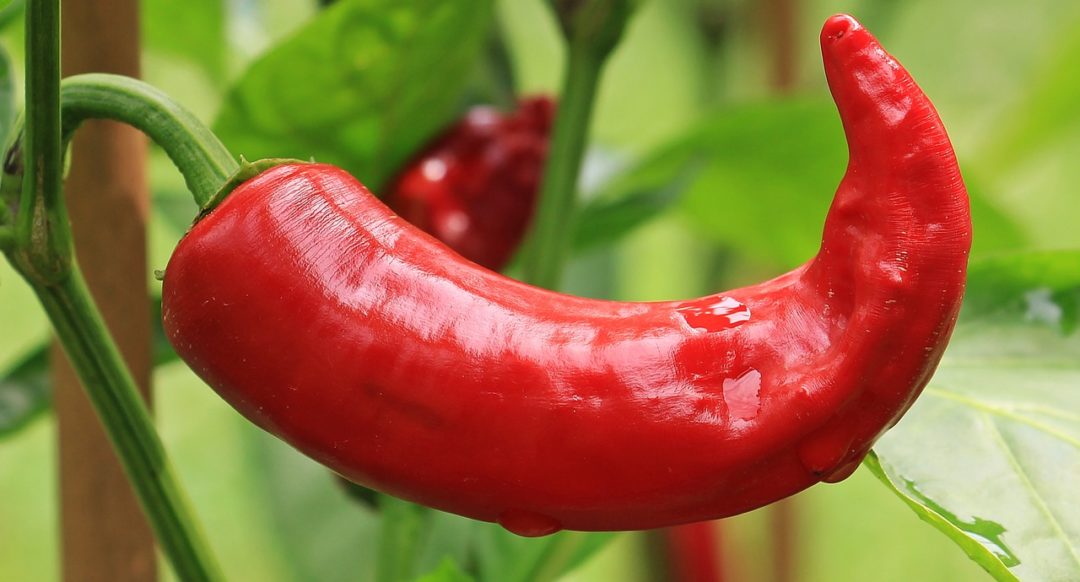 Scharfe Schoten: Die schärfsten Chilis der Welt!