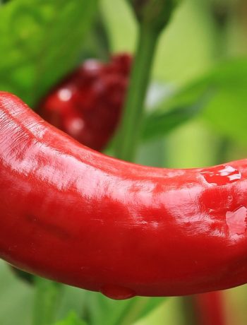 Scharfe Schoten: Die schärfsten Chilis der Welt!