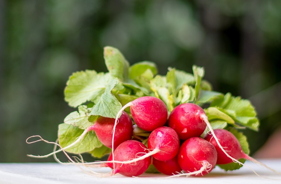 Gesunder Snack: Radieschen, die Schlankmacher-Geheimwaffe