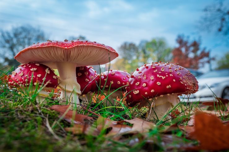 Fliegenpilz: Wie gefährlich ist er wirklich?