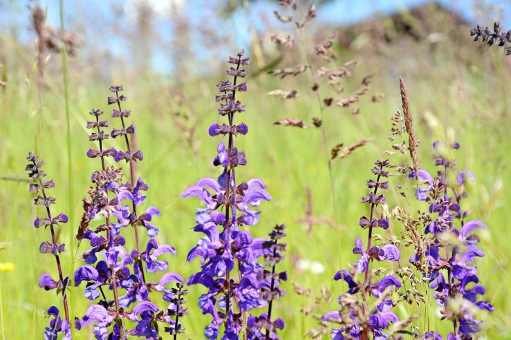 Wiesensalbei: Vielfältiges Kraut für Körper und Geist