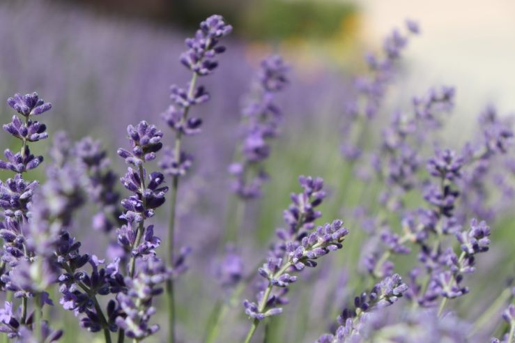 Kräuter, die den Garten sommerlich duften lassen