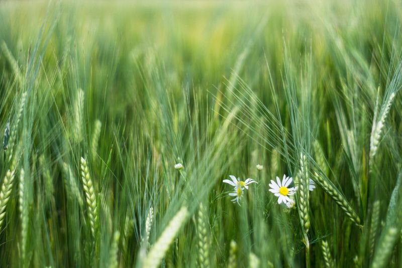 Superfood: Gesund, gesünder, Gerstengras