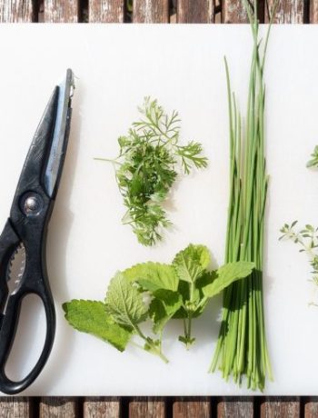 Kräuter aufbewahren: So bleiben sie länger frisch