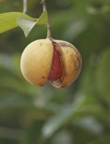 Muskatnuss – Gewürz oder Droge?