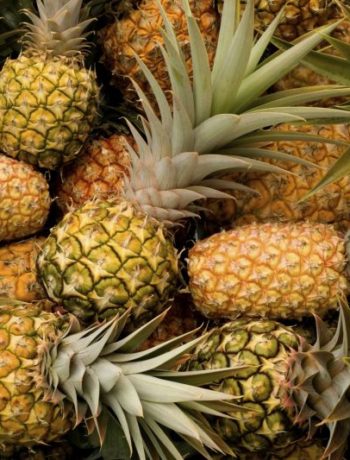 Am Anfang war der Strunk: Ananas selbst züchten