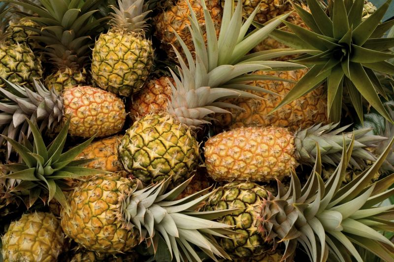 Am Anfang war der Strunk: Ananas selbst züchten