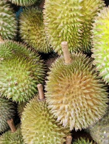 Tropische Stinkfrucht: Durian riecht ekelhaft, schmeckt aber himmlisch
