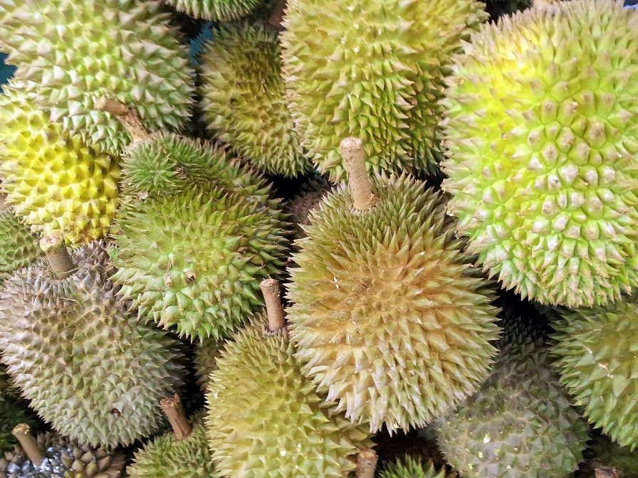 Tropische Stinkfrucht: Durian riecht ekelhaft, schmeckt aber himmlisch