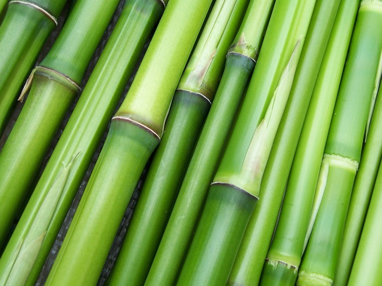 Bambus, der Sichtschutz mit Stiel, das ganze Jahr lang.