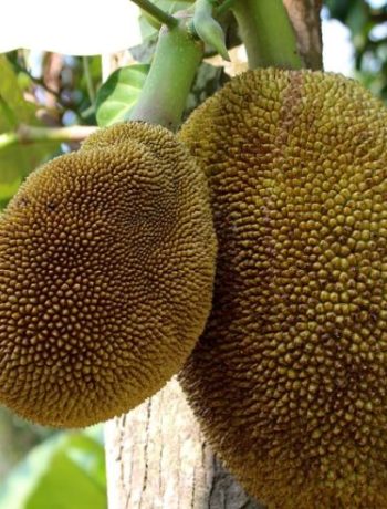 Statt Soja: Jackfruit als Fleischersatz