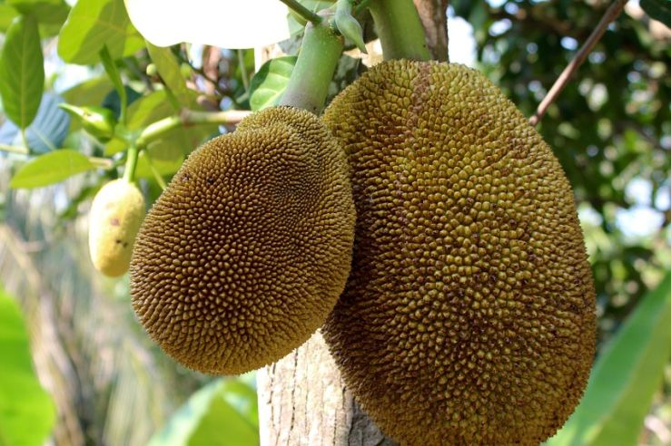 Statt Soja: Jackfruit als Fleischersatz