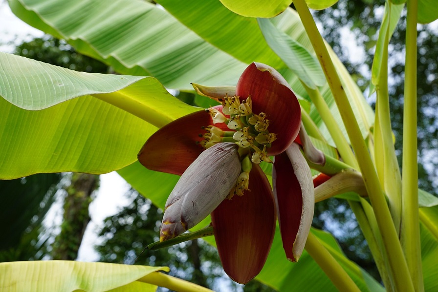 Made in Asia: Trendfood Bananenblüte